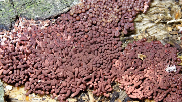 Arcyria stipata Copyright: Raymond Small