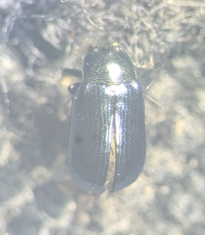 Phratora vulgatissima Copyright: Robert Smith