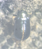 Phratora vulgatissima 