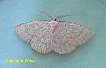 Cabera exanthemata   Common Wave Copyright: Graham Ekins