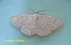 Cabera exanthemata   Common Wave