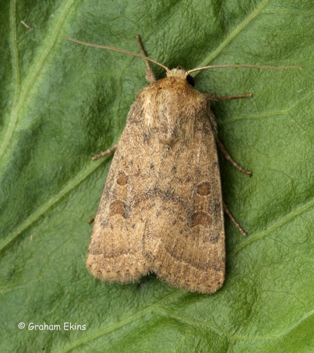 Hoplodrina octogenaria  Uncertain Copyright: Graham Ekins