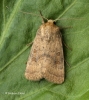 Hoplodrina octogenaria  Uncertain Copyright: Graham Ekins