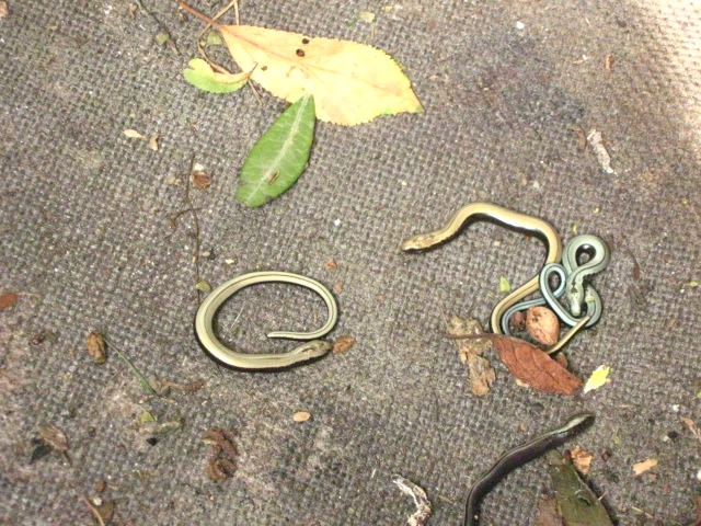 very young slow worms Copyright: Kim Prowse