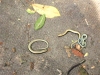 very young slow worms Copyright: Kim Prowse