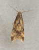 Brachmia blandella 3 Copyright: Graham Ekins