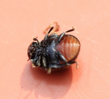 Rhyzobius forestieri underside Copyright: Yvonne Couch