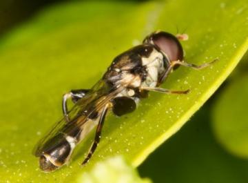 Syritta pipiens Copyright: Peter Harvey