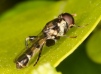 Syritta pipiens Copyright: Peter Harvey