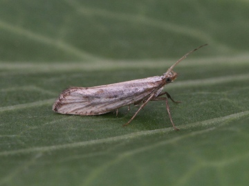 Plutella porrectella 2 Copyright: Graham Ekins