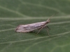 Plutella porrectella 2 Copyright: Graham Ekins