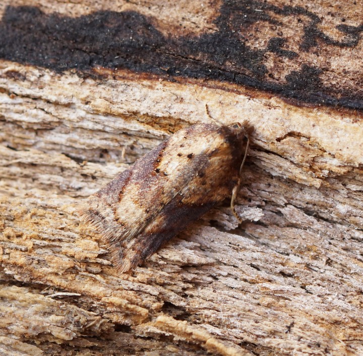 Acleris schalleriana 3 Copyright: Ben Sale