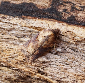 Acleris schalleriana 3 Copyright: Ben Sale