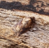 Acleris schalleriana 3 Copyright: Ben Sale