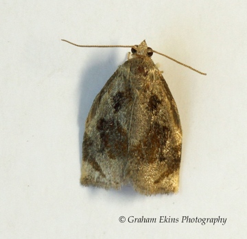 Archips crataegana 2 Copyright: Graham Ekins