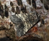 Lunar Marbled Brown 2 Copyright: Ben Sale