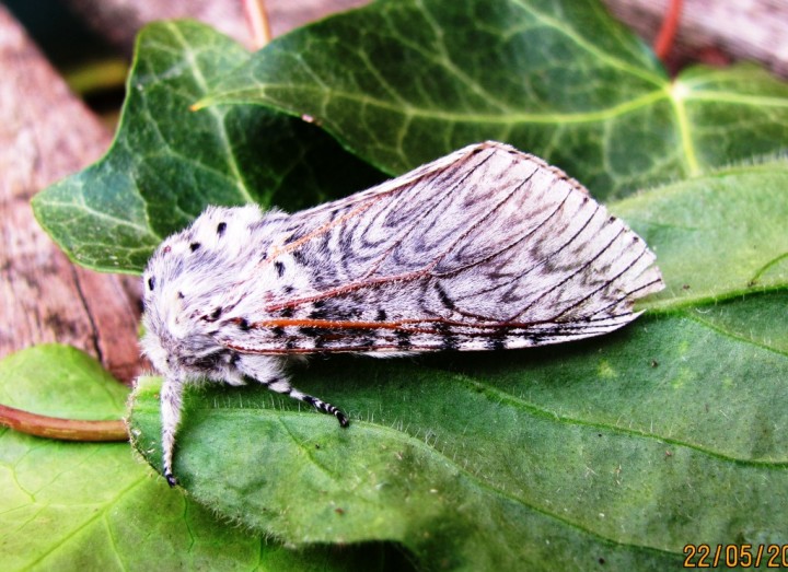 Puss Moth Copyright: Graham Smith