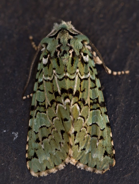 Merveille du Jour   Griposia aprilina Copyright: Graham Ekins