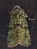 Merveille du Jour   Griposia aprilina