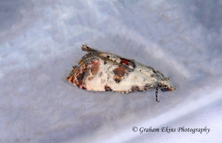 Cochylis molliculana 6 Copyright: Graham Ekins