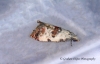 Cochylis molliculana 6