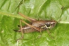 Metrioptera roeselii Copyright: Peter Harvey