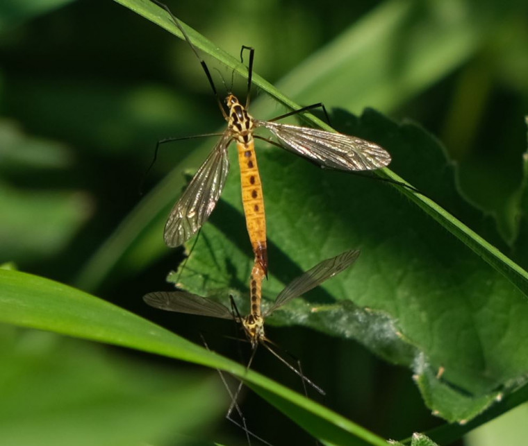 Crane fly pair Terling Copyright: Peter Squire