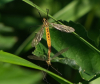 Crane fly pair Terling 