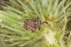 Trichosirocalus horridus 