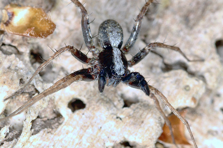 Pardosa saltans - male (8 May 2011) Copyright: Leslie Butler