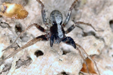 Pardosa saltans - male (8 May 2011) Copyright: Leslie Butler