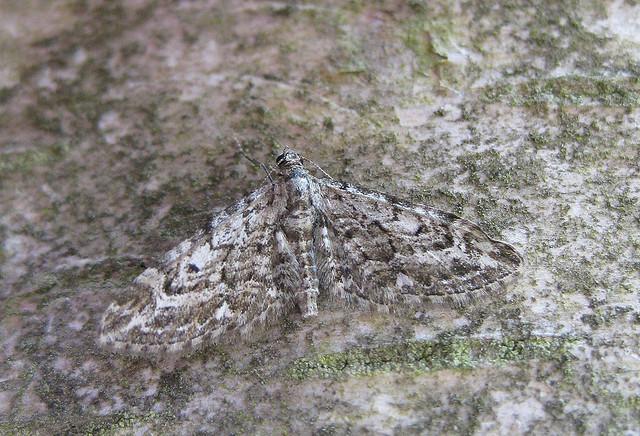 Narrow Winged Pug. Copyright: Stephen Rolls