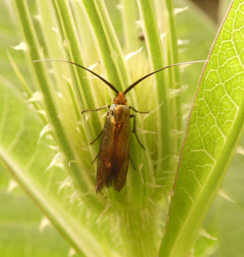 Nemophora cupriacella on teasel Copyright: Peter Furze