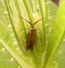 Nemophora cupriacella on teasel