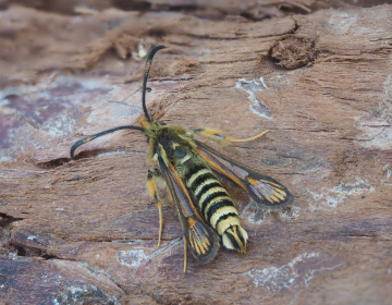 Six-belted Clearwing 28th June 2025 Copyright: Gavin Price