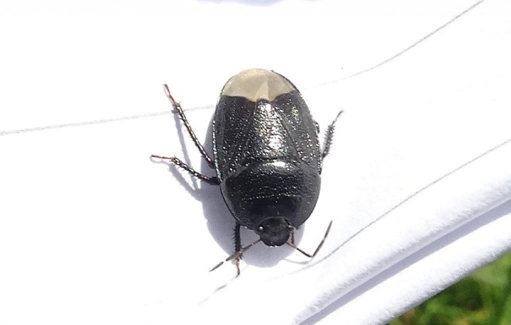 Forget-me-not shieldbug Copyright: Chris Gibson