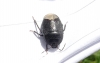 Forget-me-not shieldbug Copyright: Chris Gibson