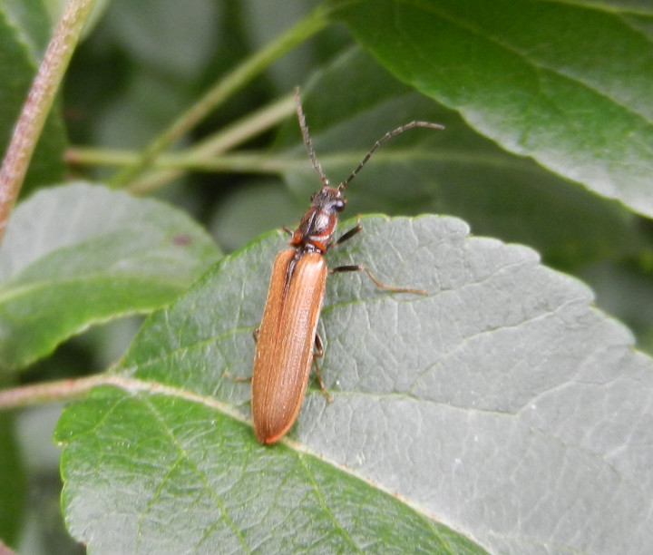 Denticollis linearis Copyright: Roger Payne