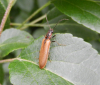 Denticollis linearis Copyright: Roger Payne