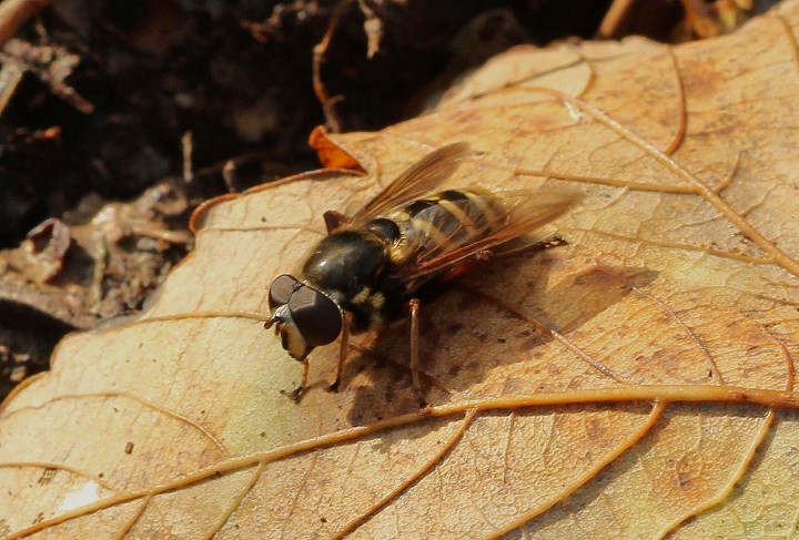 Sericomyia silentis 3 Copyright: Graham Ekins