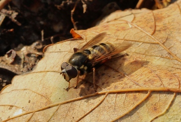 Sericomyia silentis 3 Copyright: Graham Ekins