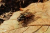 Sericomyia silentis 3