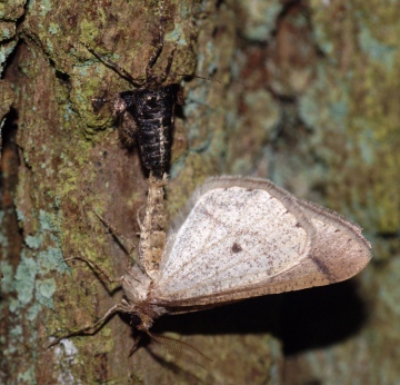 Dotted Border (Male and Female) Copyright: Ben Sale