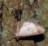 Dotted Border (Male and Female) Copyright: Ben Sale