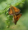 Large Skipper pair - upperside