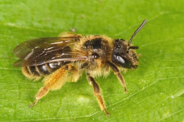 Andrena fulvago female Copyright: Peter Harvey