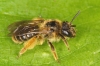Andrena fulvago female 