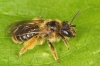 Andrena fulvago female