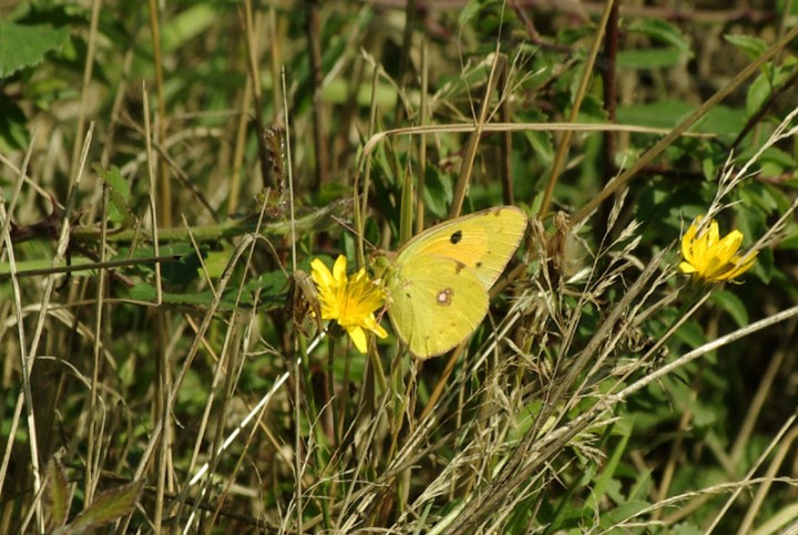 Clouded Yellow - 20th August 2013 Copyright: Ian Rowing