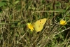 Clouded Yellow - 20th August 2013 Copyright: Ian Rowing